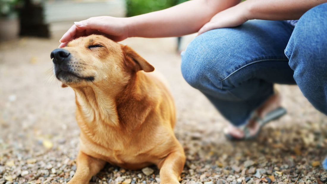 How to Help with Arthritis Pain Relief for Dogs?