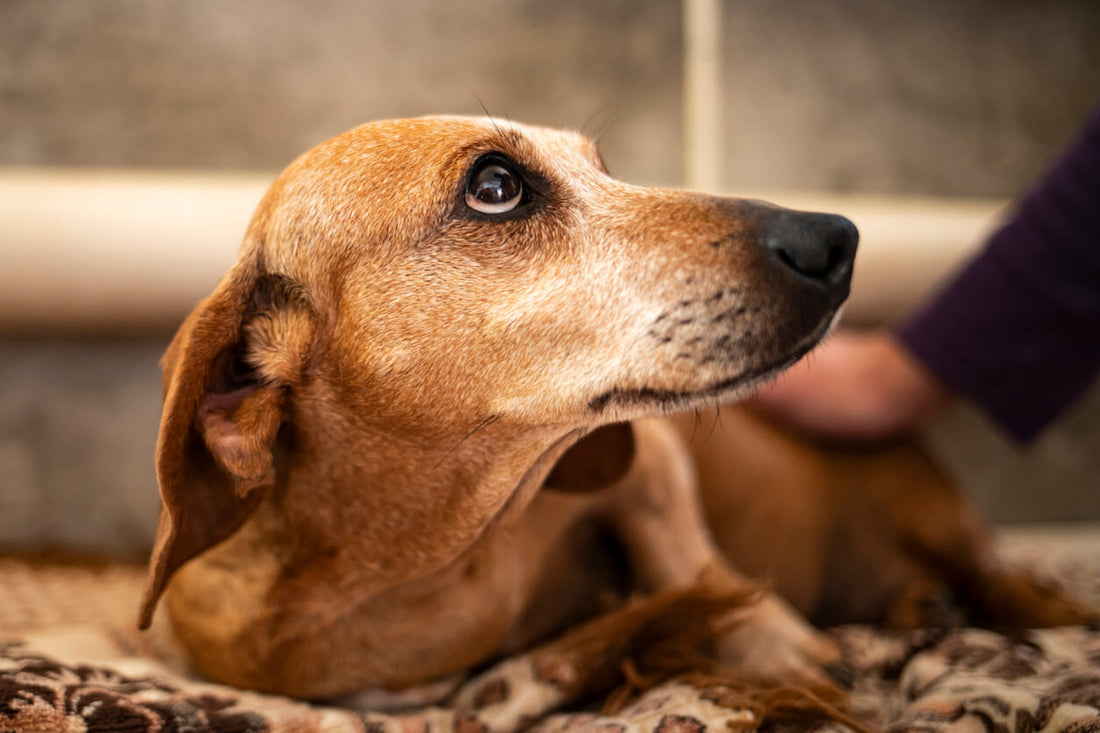 How to Help Your Dog Overcome Anxiety: Tips and Techniques