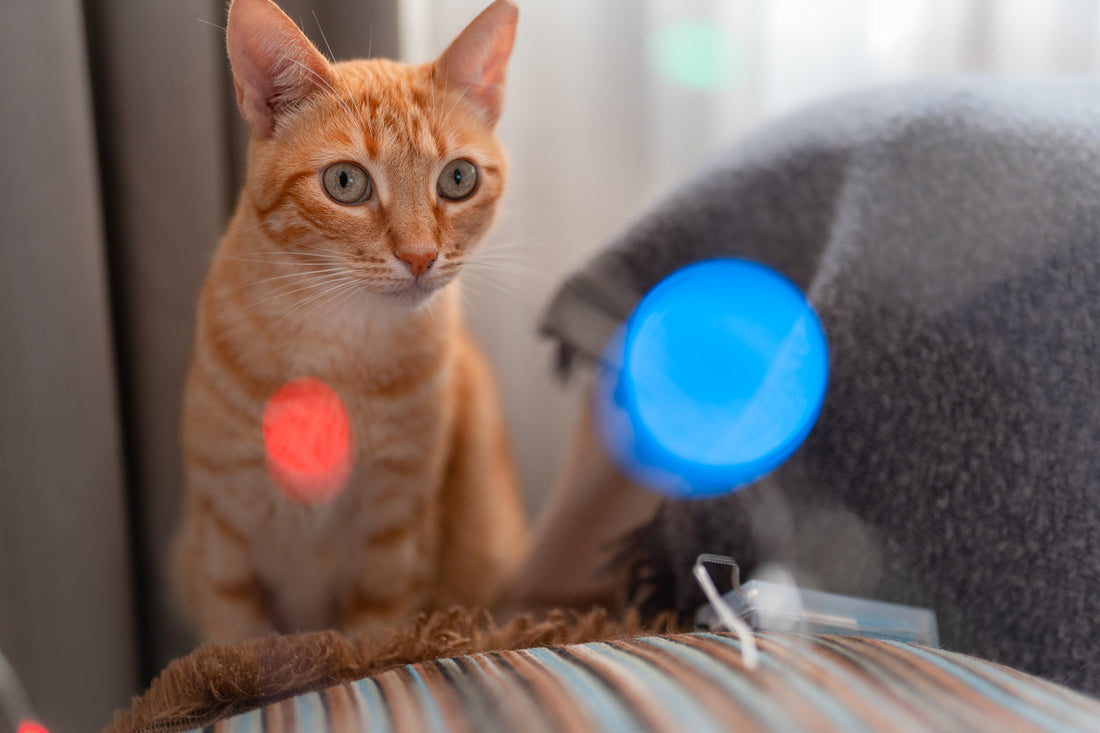 Is Red Light Therapy Good for Cats?