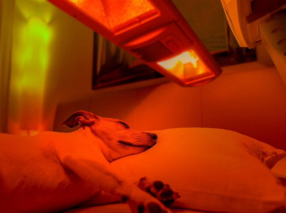 Is Red Light Therapy Safe for Dogs?