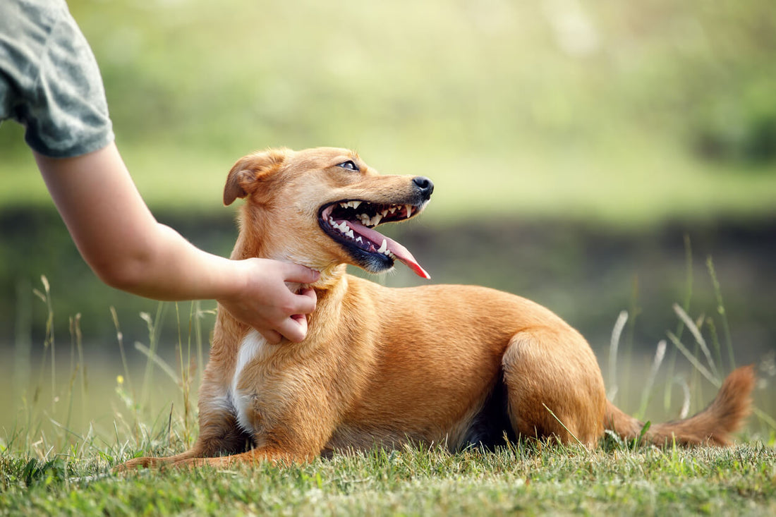 Photobiomodulation for Pets: What It Is and How It Can Help?