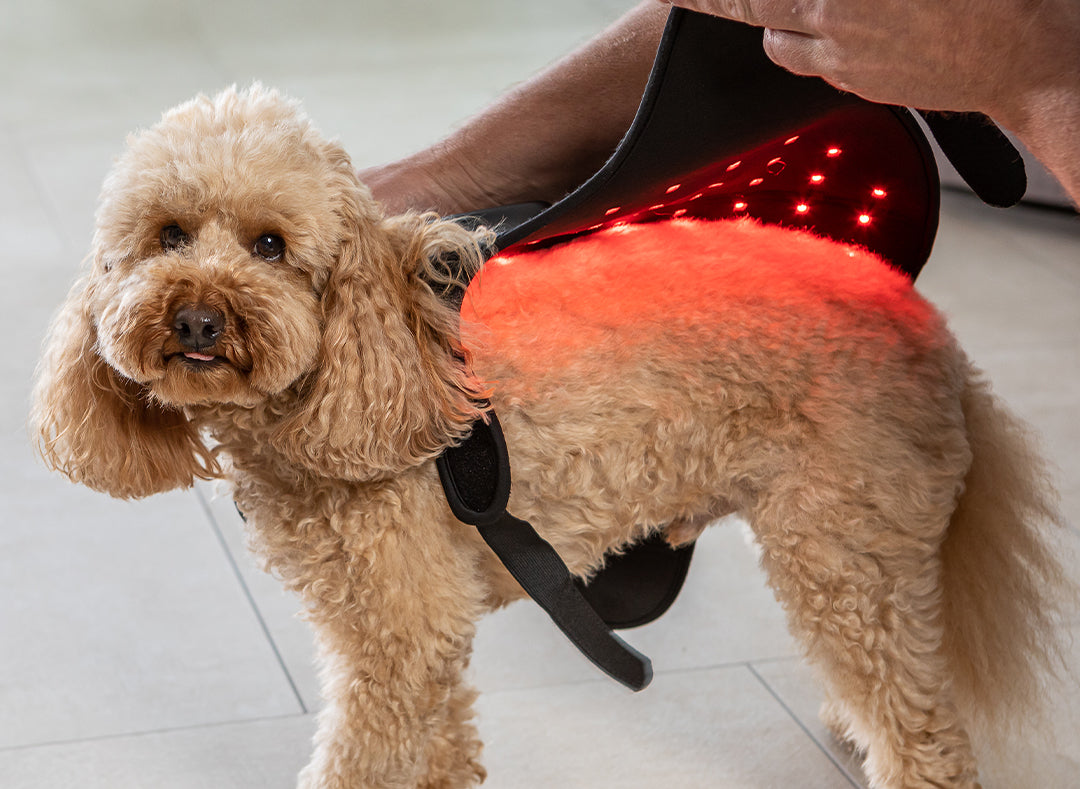 Red Light Therapy for Pets At Home | Pets HeaLED
– Pets Healed