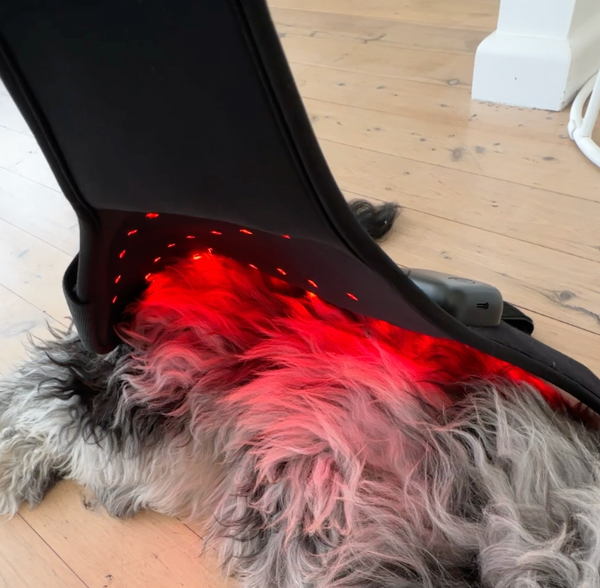 Red Light Therapy for Pets: Benefits, Uses and How to Administer