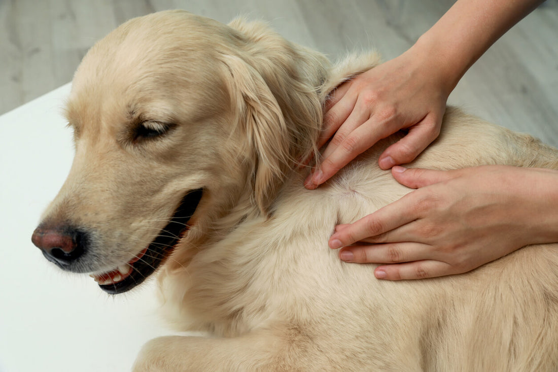 Holistic Approaches to Arthritis Treatment in Dogs: A Guide for Pet Owners